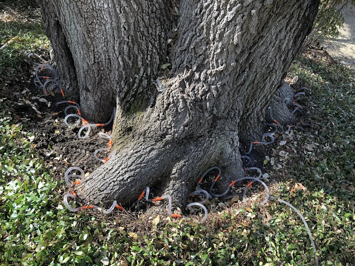 Detailed Tree Cabling and Bracing job site in Kantner