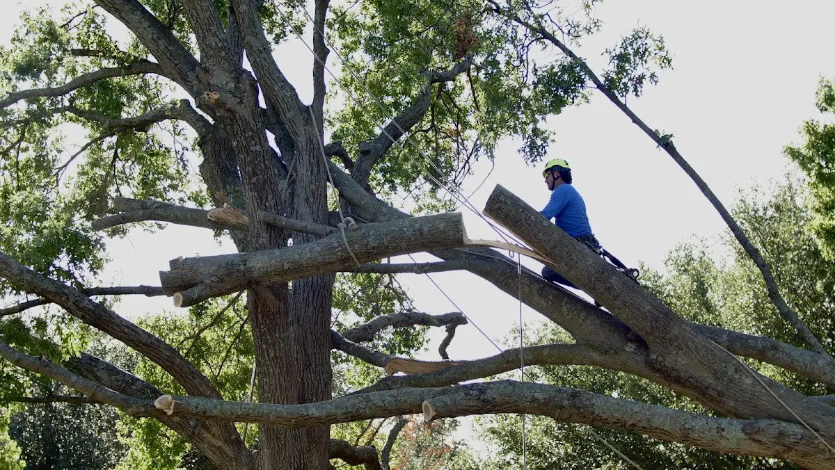 Professional Crown Thinning performed by certified arborists in Kantner